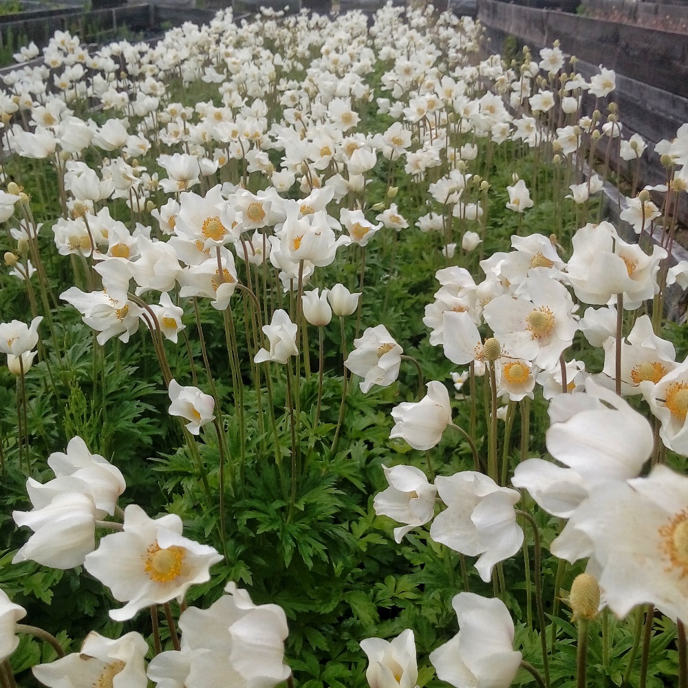 32.6s