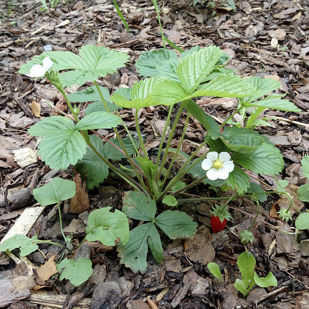 41.25